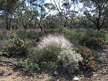 Austrostipa elegantissima Balranald plant12 (8663380203).jpg