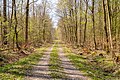 Forests near Büren (Bad Wünnenberg)