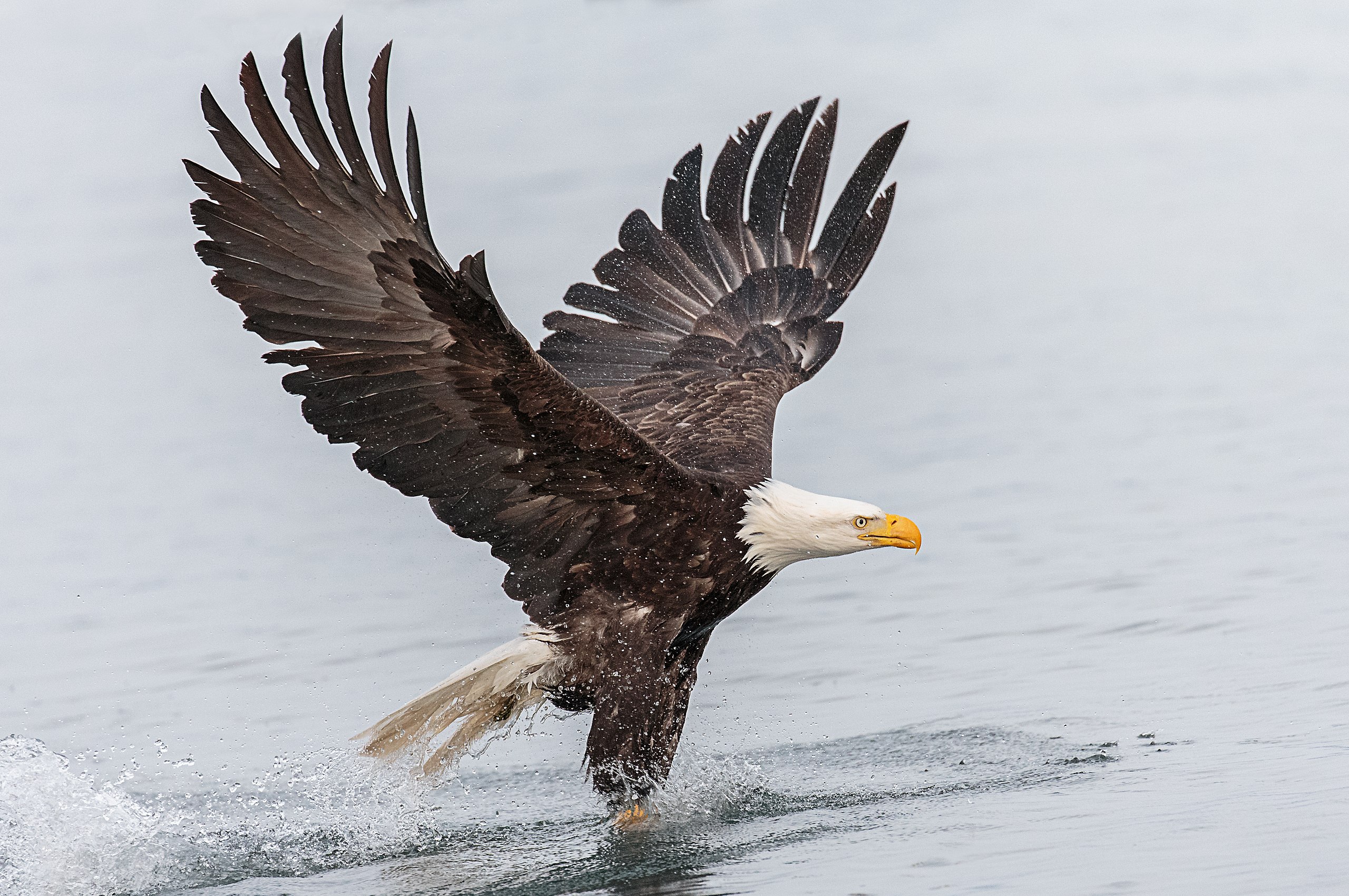 File:Bald Eagle Fishing (46518490262).jpg - Wikimedia Commons
