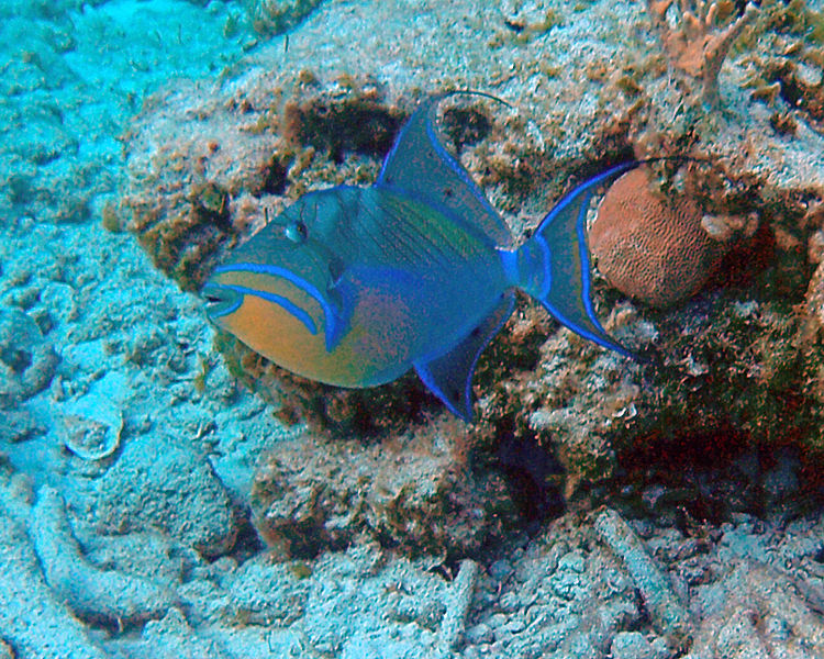 File:Balistes vetula (queen triggerfish) (San Salvador Island, Bahamas) 1 (16149228661).jpg