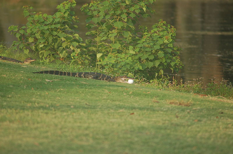 File:Ball in alligator's mouth.JPG