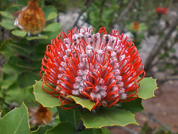 Banksia coccinea, promoted this round, is only one of twenty-three featured articles on Banksia species created by second-place Casliber