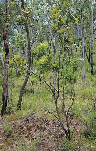 File:Banksia integrifolia subsp. compar.jpg