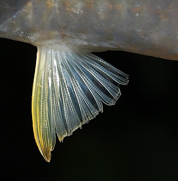 Pelvic fin