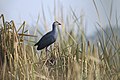 Basai Wetland Gurgaon DSC9330 gh swamphen.JPG