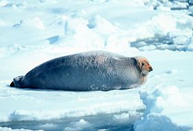 Bearded Seal.jpg