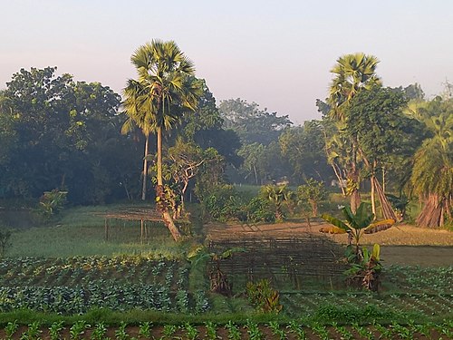 Beautiful Nature of Chondipur village