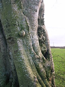 Canker on a beech tree Beech bark burrs and canker.JPG