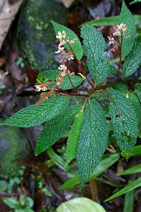 Popis obrázku Begonia buddleiifolia (Begoniaceae) (30139029385) .jpg.