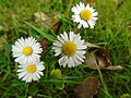 Bellis perennis Margarida común