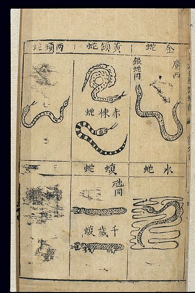 File:Bencao Gangmu -- C.16 Chinese materia medica, Snakes Wellcome L0039331.jpg