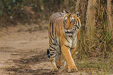 Tigress walking on the gypsy track in Bijrani zone in Jim Corbett Tiger Reserve, உத்தராகண்டம்