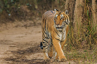 Jim Corbett National Park National park in India