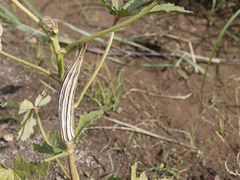 File:Bhindi (Punjabi- ਭੀਂਡੀ) (4663333241).jpg