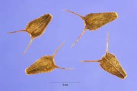 Bidens aristosa