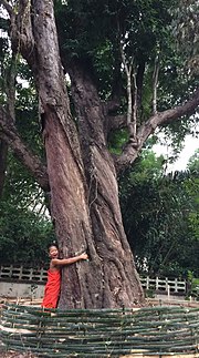 Miniatuur voor Bestand:Big-Boonnak tree of Wat Khung Taphao 01.jpg