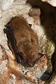 A living Eptesicus fuscus, or big brown bat Big brown bat (5600873374).jpg