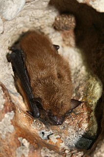 Big brown bat Species of vesper bat (Eptesicus fuscus)