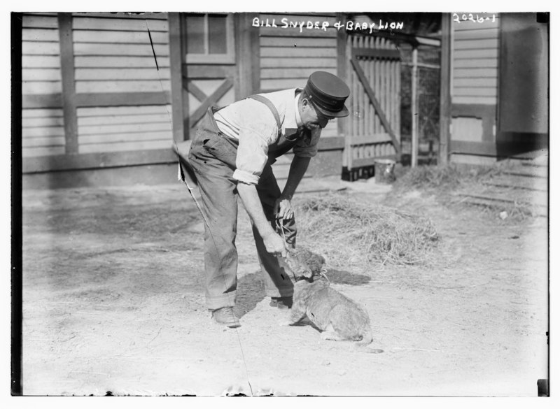 File:Bill Snyder and baby lion. LCCN2014688129.tif