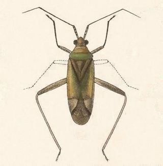 <i>Compsocerocoris elegans</i> Species of true bug