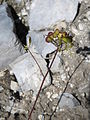 Biscutella laevigata fruits