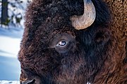 Closeup of a bison in Yellowstone National Park in Winter.