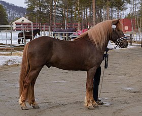 Étalon Nordlandshest/Lyngshest alezan aux crins lavés