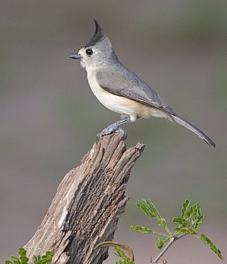 <span class="mw-page-title-main">Black-crested titmouse</span> Species of bird