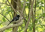 Thumbnail for File:Black-throated blue warbler (41285089154).jpg