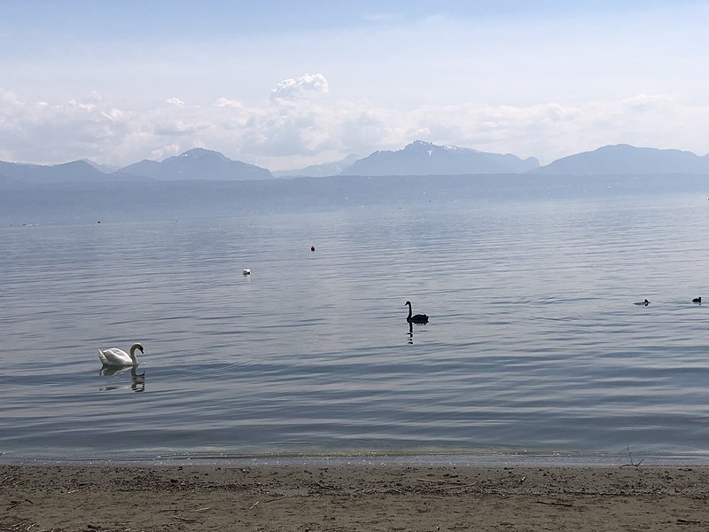 File:BlackSwanLacLeman.jpg