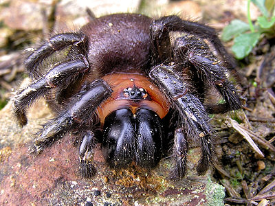 Black Tunnelweb spider