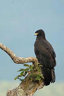 Black Eagle DSC5485 (cropped).jpg