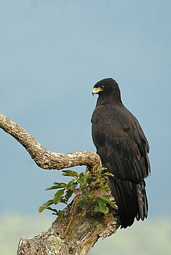 Ictinaetus malaiensis perniger