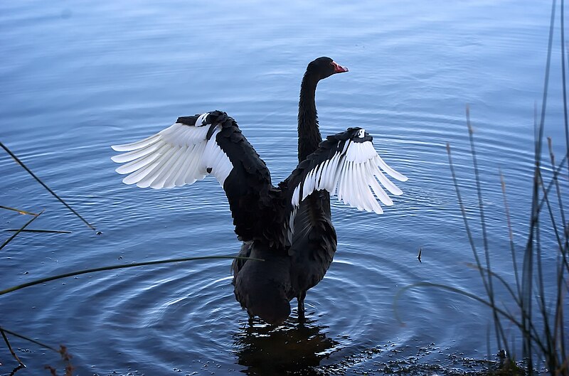 File:Black Swan Flapping.jpg