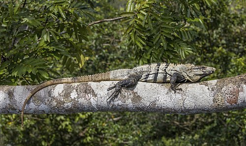 Black iguana (Ctenosaura similis) Cayo district in Belize