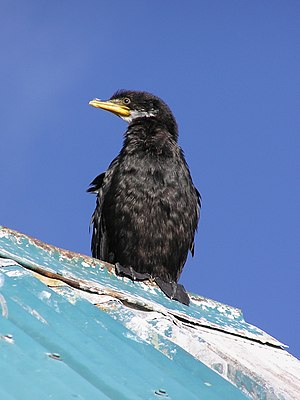 Black shag