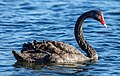 * Nomination Black swan on Avon River, Christchurch --Podzemnik 00:25, 9 July 2019 (UTC) * Promotion Good quality. --Seven Pandas 00:26, 9 July 2019 (UTC)