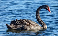 Black swan on Avon River, Christchurch, New Zealand 01.jpg