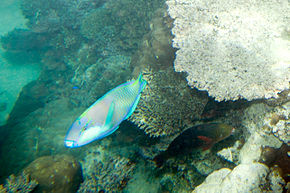 Popis obrázku Bleeker's parrotfish Chlorurus bleekeri (7569623234) .jpg.