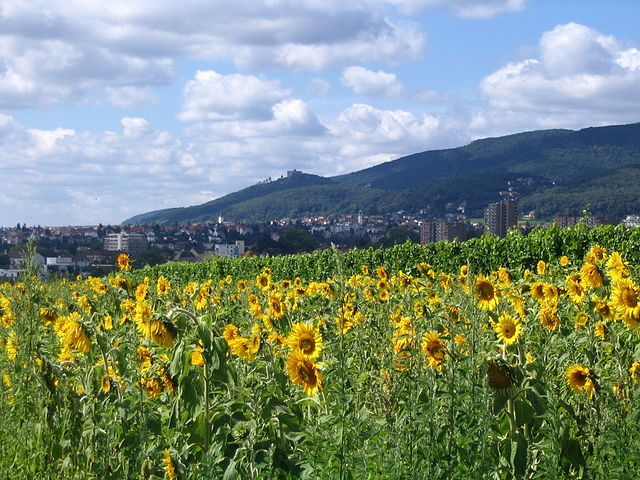 View of Neustadt and the Hambach Schloss
