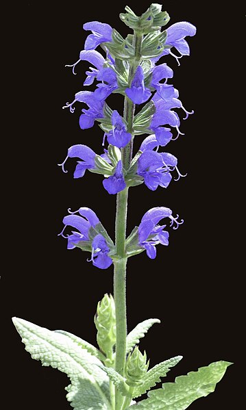 File:Blue Salvia (47924395186).jpg