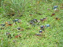 A group of blue land crabs Blue land crab group.JPG