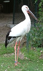 Vignette pour Cigogne orientale