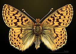 Dorsal side