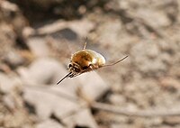 Bombylius major (Bombyliidae) Bee Fly