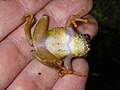 Boophis guibei, Ranomafana Nationalpark