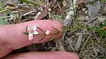 A finger touching a small plant