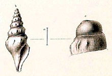 Borsonia ceroplasta 001.jpg