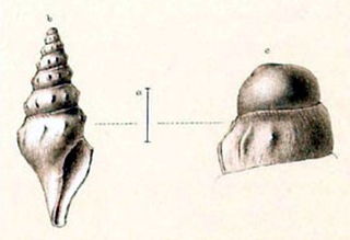 <i>Borsonia ceroplasta</i> Species of gastropod