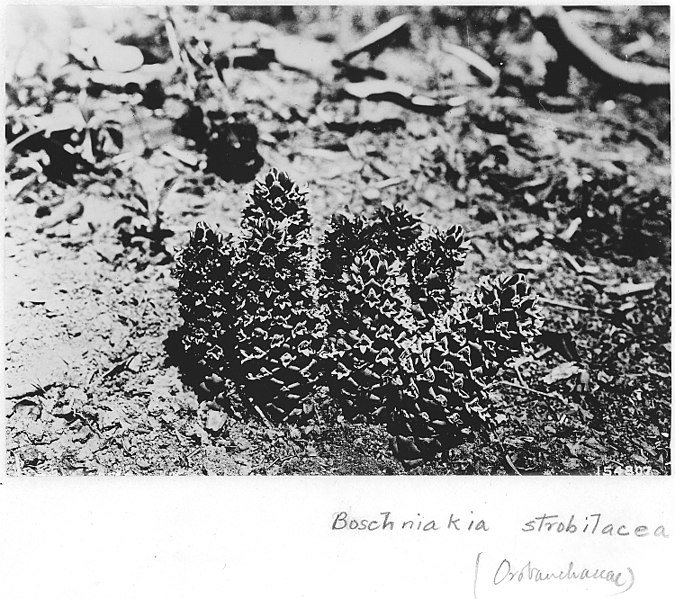 File:Boschniakia Strobilacea, Matney Gulch Exp. Area, Crater, Oregon, 1920. - NARA - 299118.jpg